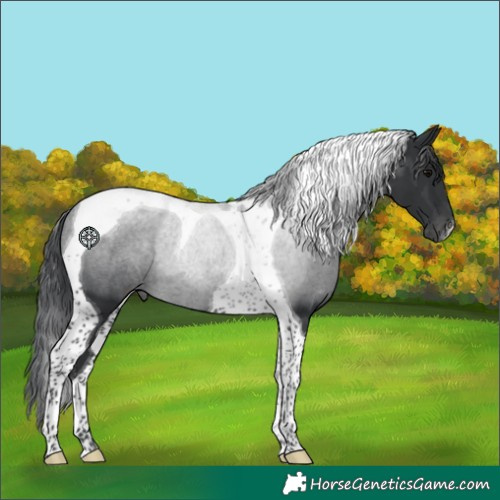 Horse Color:Black Tobiano 