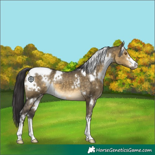 Horse Color:White Spotted Buckskin Dun 