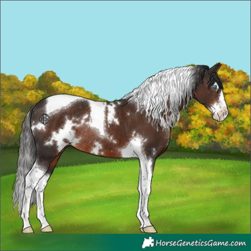 Horse Color:White Spotted Liver Chestnut Splash Tobiano Rabicano 