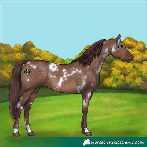 Horse Color:White Spotted Chocolate Brown Dun 
