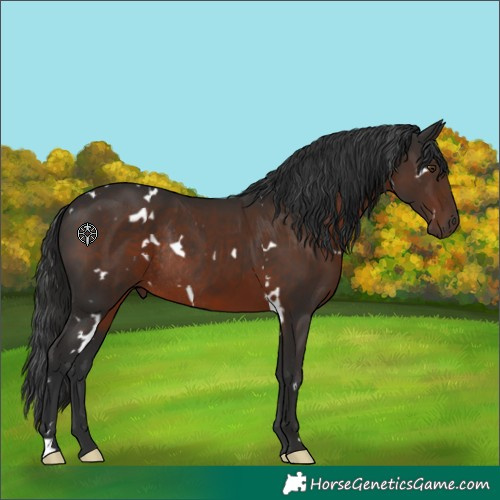 Horse Color:White Spotted Liver Chestnut Rabicano 