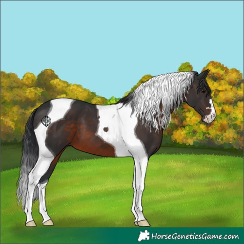 Horse Color:Brown Tobiano 