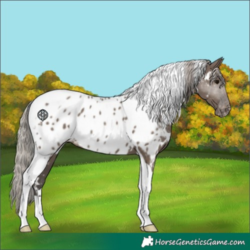 Horse Color:White Spotted Silver Grullo Tobiano Near Leopard 