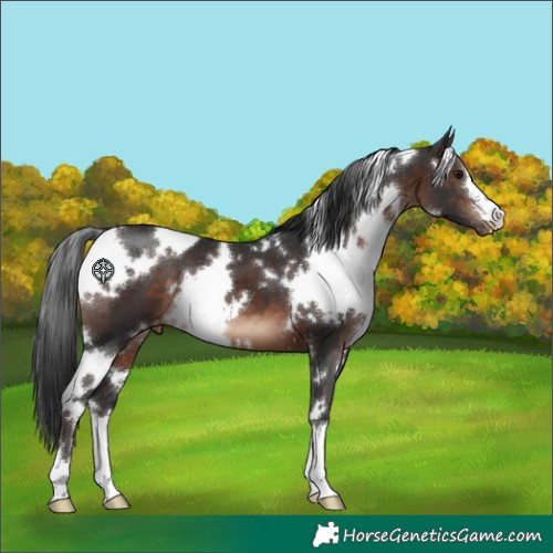 Horse Color:White Spotted Brown Appaloosa