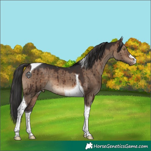 Horse Color:Brown Dun Tobiano Appaloosa Brindle