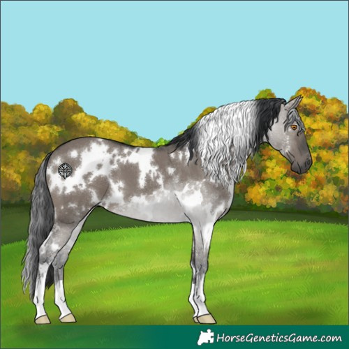 Horse Color:White Spotted Grullo 