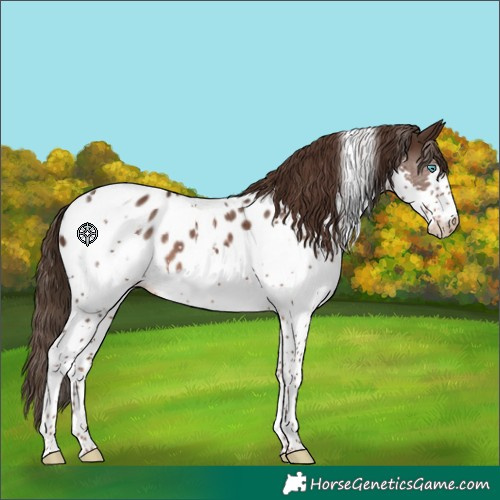 Horse Color:White Spotted Liver Chestnut Splash Tobiano Near Leopard 