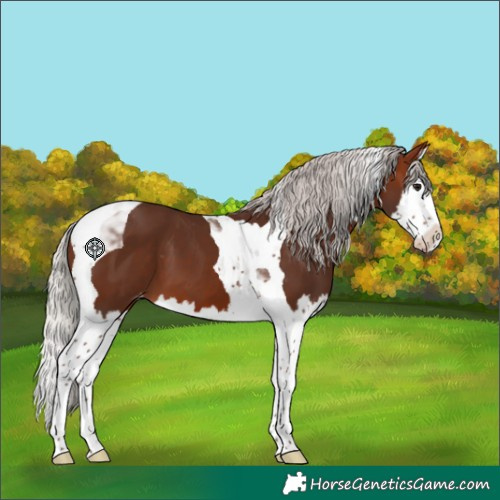Horse Color:Silver Brown Splash Tobiano Appaloosa 