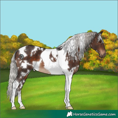 Horse Color:White Spotted Silver Brown Tobiano