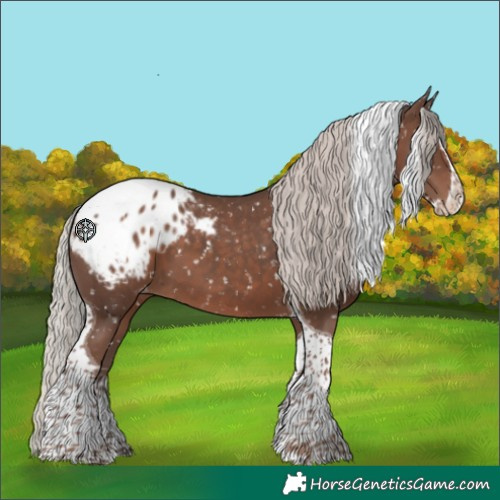 Horse Color:Silver Black Splash Tobiano Appaloosa 