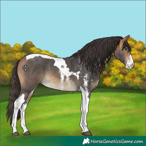 Horse Color:Buckskin Sabino Tobiano Rabicano 