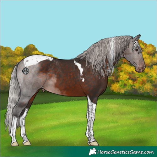 Horse Color:Silver Brown Tobiano Appaloosa 