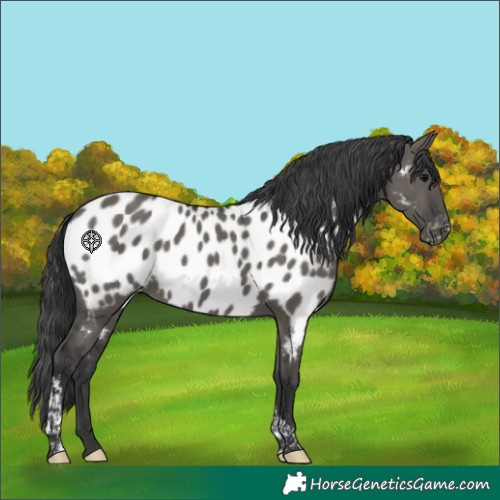 Horse Color:Grullo Tobiano Appaloosa Rabicano 