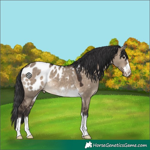 Horse Color:Brown Dun Appaloosa
