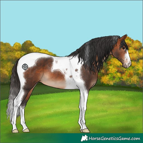 Horse Color:Bay Tobiano 