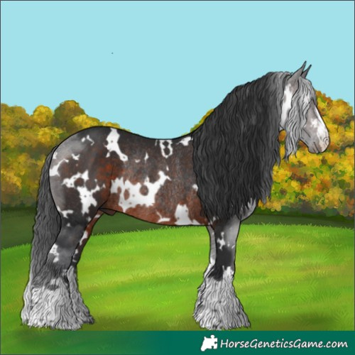 Horse Color:White Spotted Brown Rabicano 
