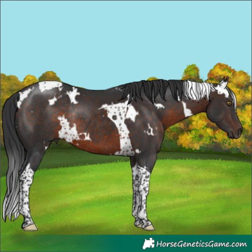 Horse Color:White Spotted Brown Tobiano Rabicano