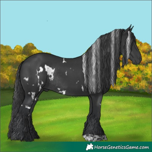 Horse Color:White Spotted Black Rabicano