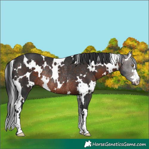 Horse Color:White Spotted Brown Rabicano 