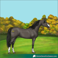 Horse Color:Gray Grullo