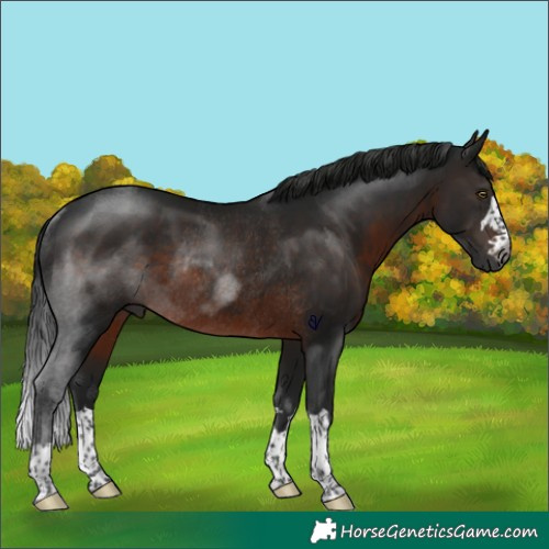 Horse Color:Gray Brown Rabicano