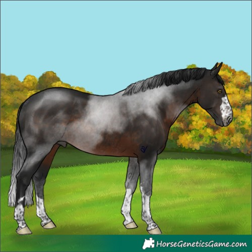 Horse Color:Gray Brown Rabicano