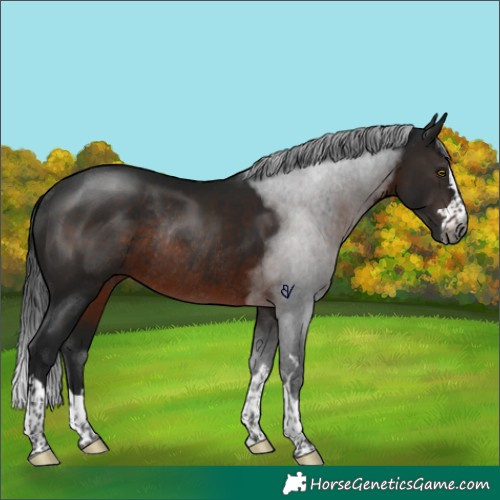 Horse Color:Gray Brown Rabicano 