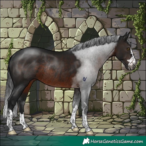 Horse Color:Gray Brown Rabicano