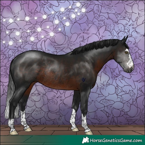 Horse Color:Gray Brown Rabicano 