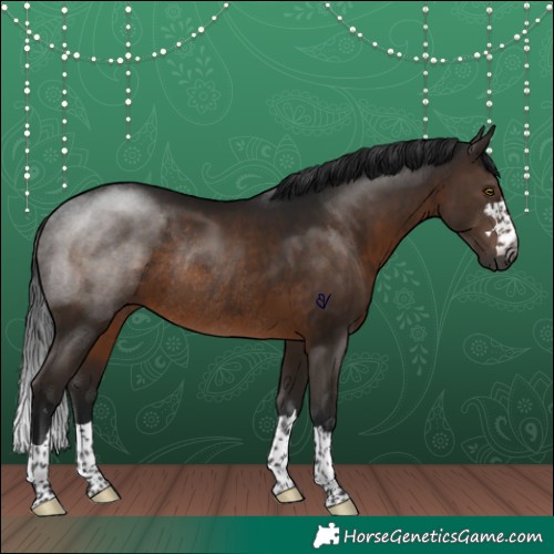 Horse Color:Gray Brown Rabicano