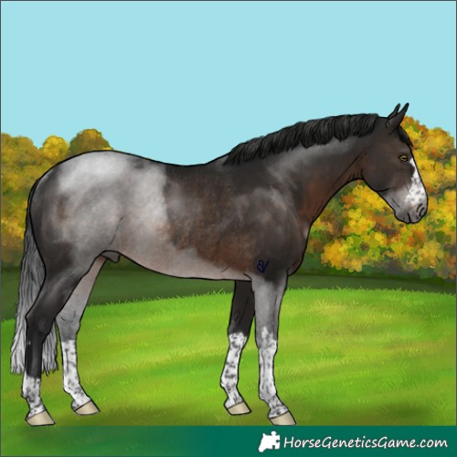 Horse Color:Gray Brown Rabicano