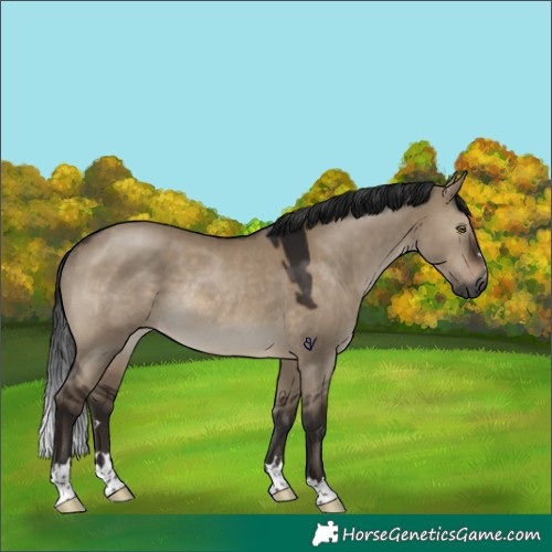 Horse Color:Gray Brown Dun Rabicano 