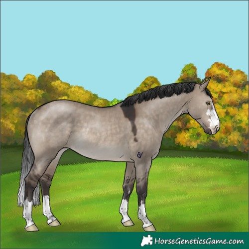 Horse Color:Brown Dun Rabicano