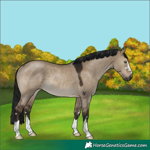 Horse Color:Gray Brown Dun Rabicano