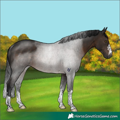 Horse Color:Gray Brown Rabicano 