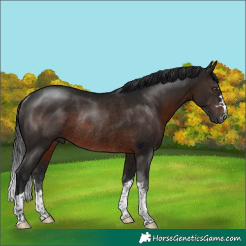 Horse Color:Gray Brown Rabicano
