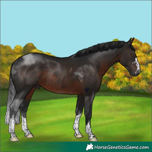 Horse Color:Gray Brown Rabicano