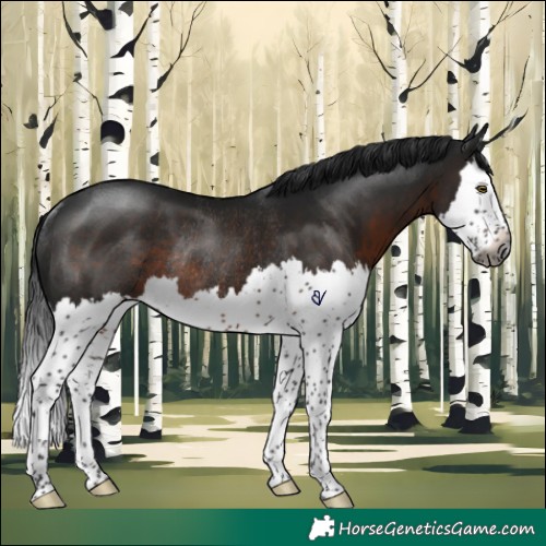 Horse Color:Gray Brown Splash Rabicano
