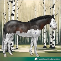 Horse Color:Gray Brown Splash Rabicano
