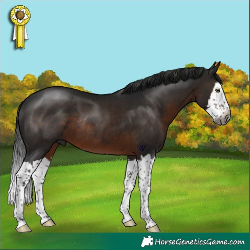 Horse Color:Gray Brown Splash Rabicano 