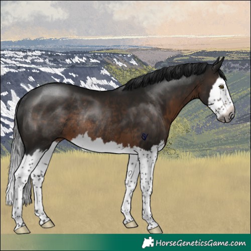 Horse Color:Gray Brown Splash Rabicano