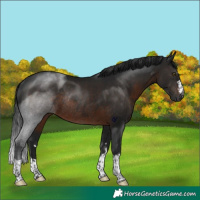 Horse Color:Gray Brown Rabicano 