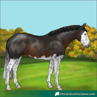 Horse Color:Gray Brown Splash Rabicano