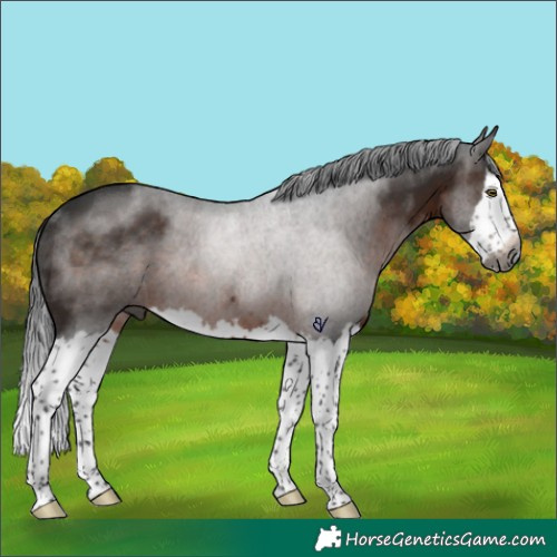 Horse Color:Gray Brown Splash Rabicano