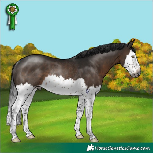 Horse Color:Gray Brown Splash Rabicano