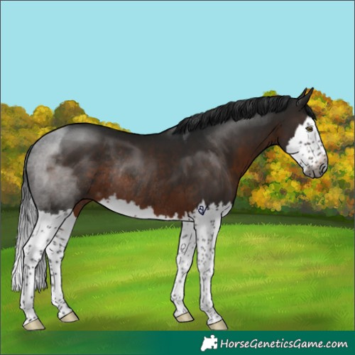 Horse Color:Gray Brown Splash Rabicano 