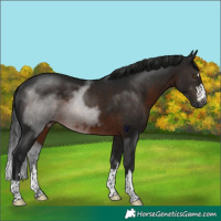 Horse Color:Gray Brown Rabicano