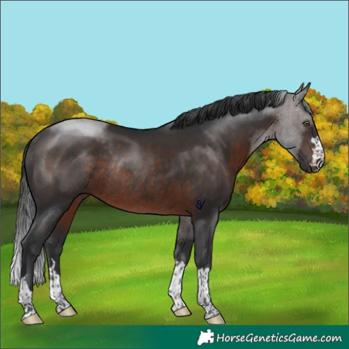 Horse Color:Brown Rabicano 