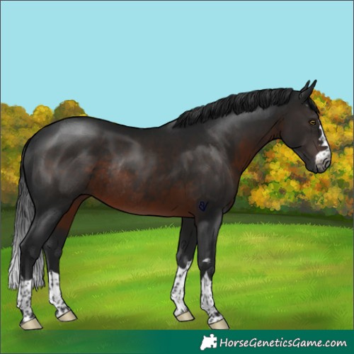 Horse Color:Gray Brown Rabicano
