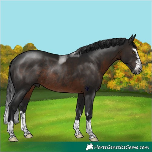 Horse Color:Gray Brown Rabicano